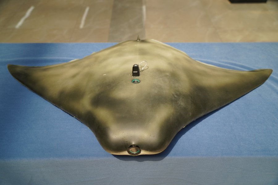 去年发布的仿生蝠鲼