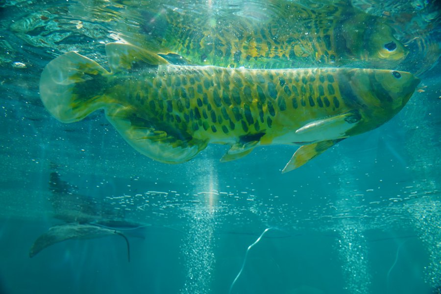 智能仿生软体鱼“金鳞”