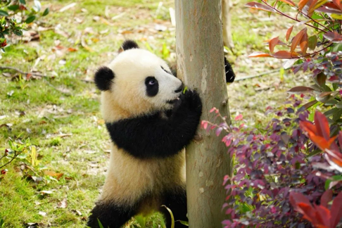 图4：2025年4月15日，成都大熊猫繁育研究基地，大熊猫在阳光下玩耍。签约供稿人/摄