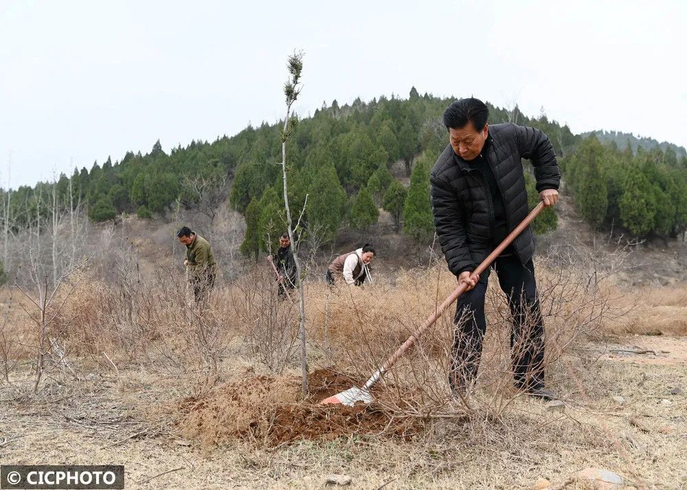 ↑2025年3月11日，河南省沁阳市西向镇虎子村村民在虎头山管护侧柏树。CICPHOTO/杨帆 摄