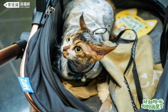 图说：宠物乘坐推车出行参加线下聚会