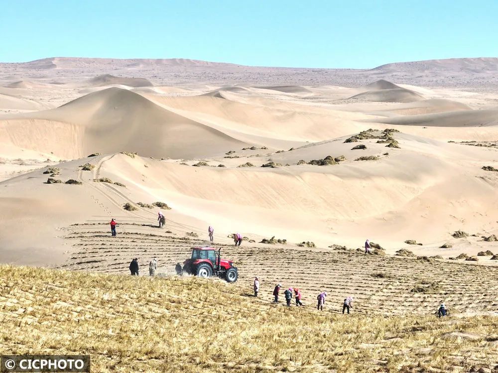 ↑2025年3月15日，治沙工人在甘肃省张掖市临泽县北部沙漠铺设草方格沙障。（无人机照片）CICPHOTO/吴学珍 摄