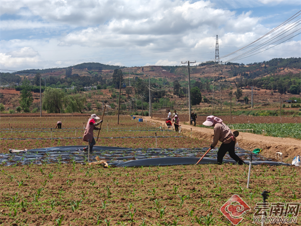 宜良县春耕情景