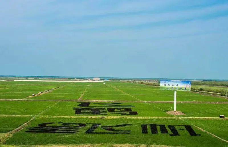 飞鹤泰来县生态产区“星飞帆稻田”（图：孙天宇）
