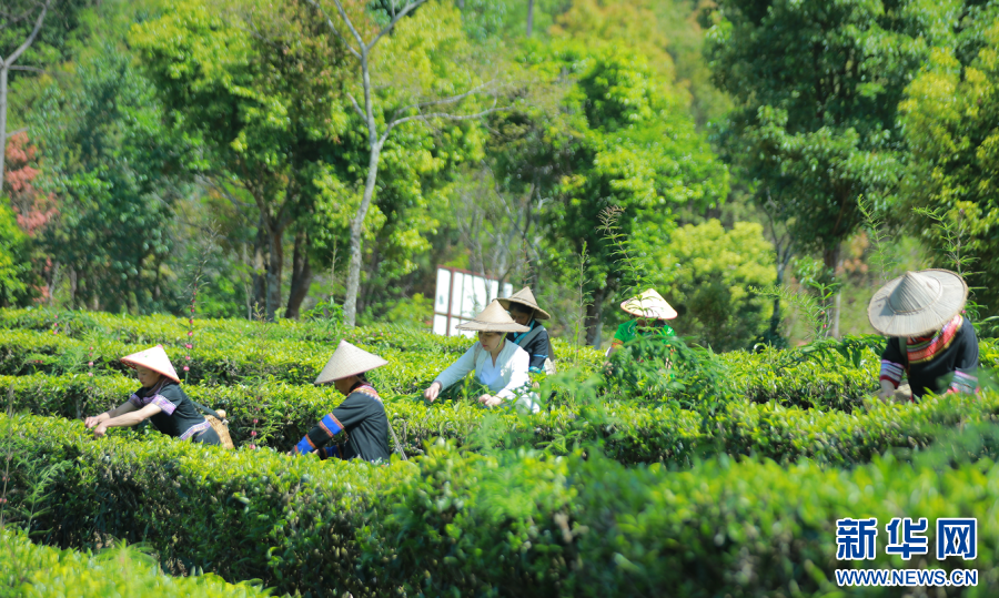茶农们正在采摘茶叶（4月8日摄）。新华网发（梁颖 摄）