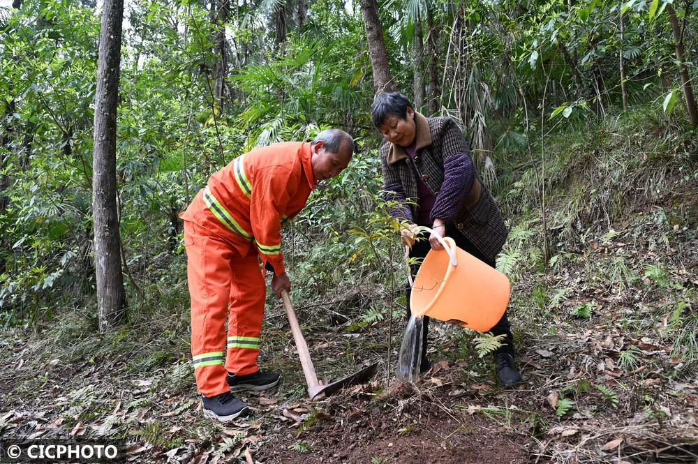 ↑2025年3月20日，四川省内江市东兴区白合镇斑竹林场的巡山护林员在栽种小树苗。CICPHOTO/兰自涛 摄