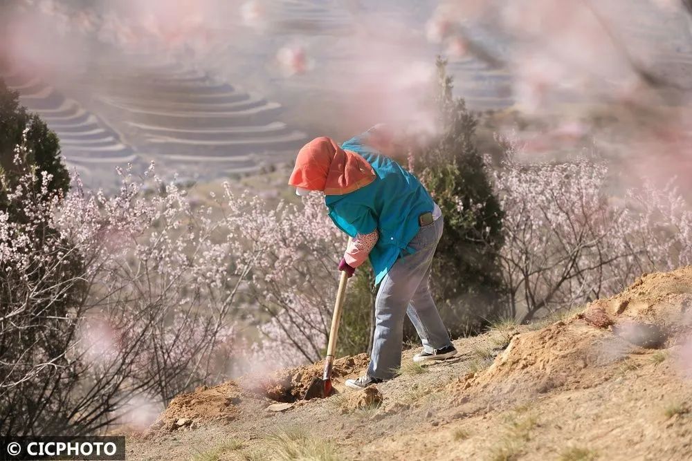 ↑2025年4月13日，造林队工人在甘肃省定西市安定区龙滩村挖鱼鳞坑，准备植树。CICPHOTO/陈永刚 摄
