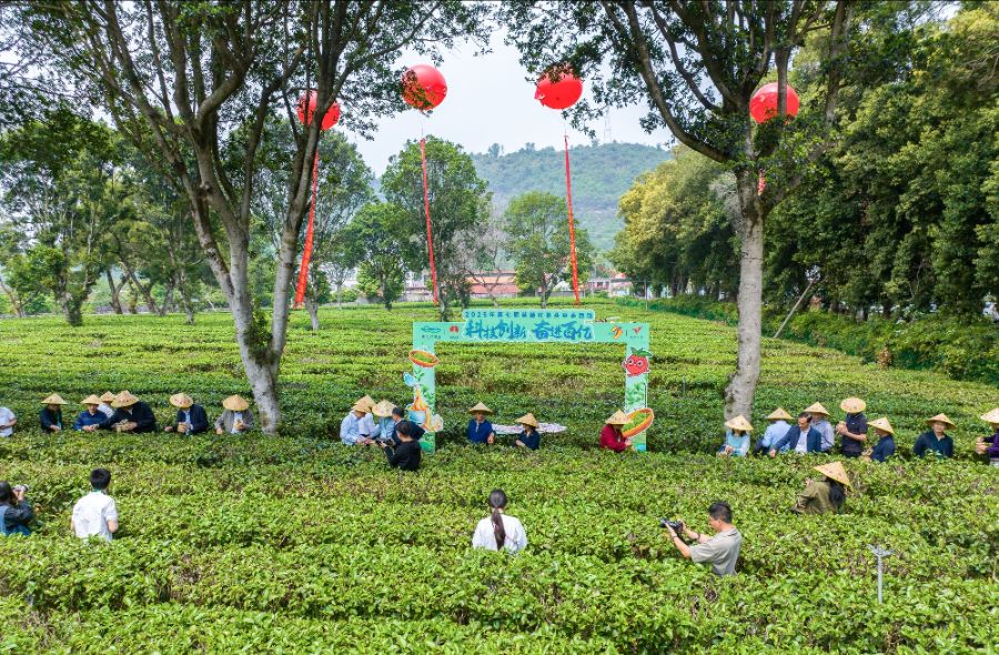 （英德红茶春采现场 清远市委宣传部供图）
