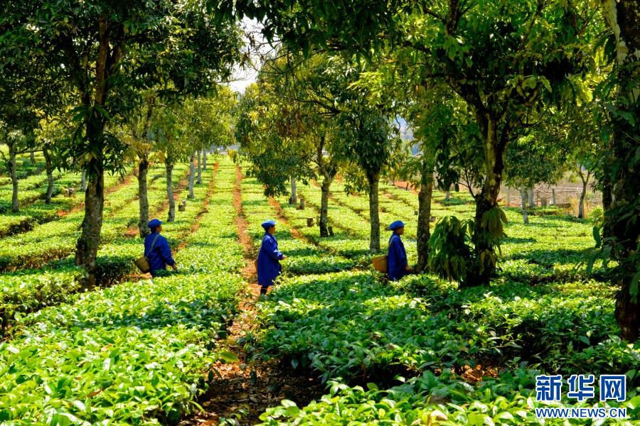 茶农正在采摘春茶（4月8日摄）。新华网发（梁颖 摄）