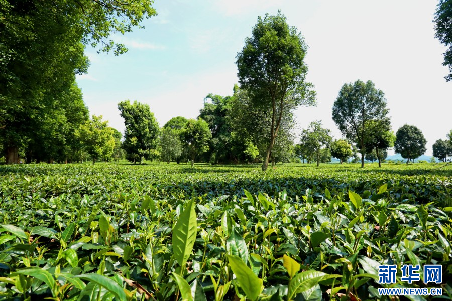 景谷县民乐镇的茶园（4月8日摄）。新华网发（梁颖 摄）