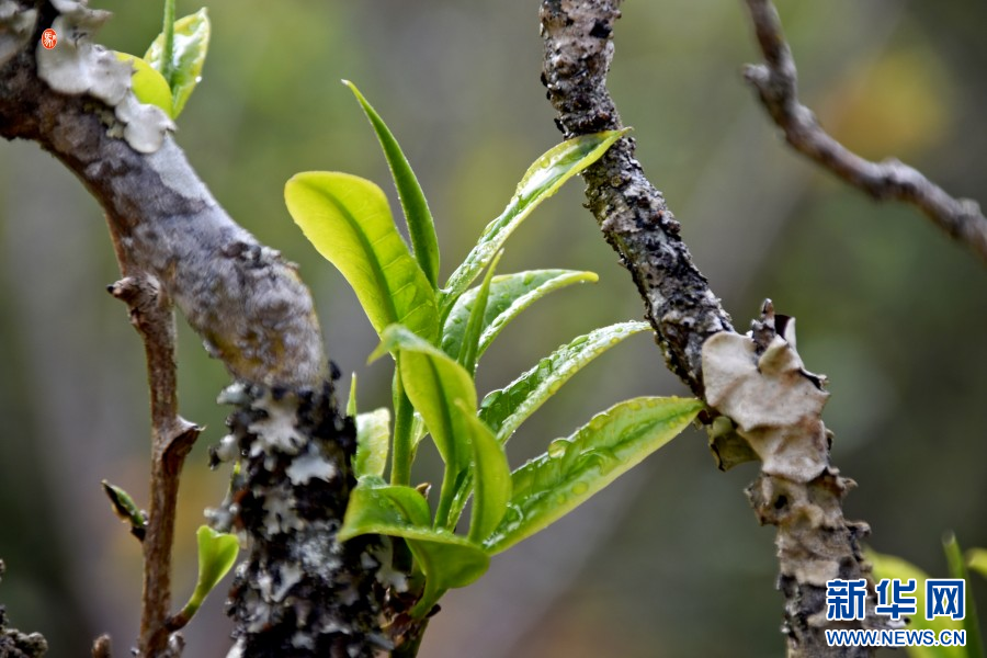 景谷大白茶（4月8日摄）。新华网发（梁颖 摄）