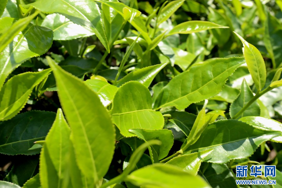 景谷大白茶（4月8日摄）。新华网发（梁颖 摄）