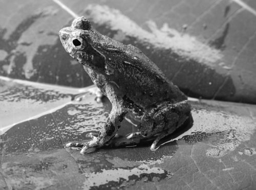 ▲成年雄性都庞岭角蟾。