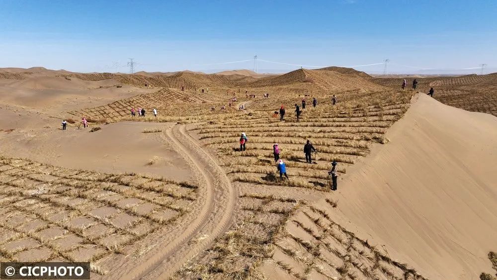 ↑2025年3月29日，治沙工人在甘肃省张掖市高台县沙漠中铺设草方格沙障。（无人机照片）CICPHOTO/成林 摄