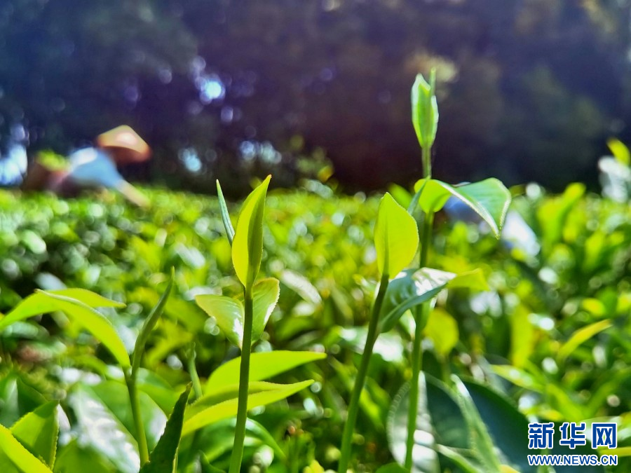 景谷大白茶（4月8日摄）。新华网发（梁颖 摄）