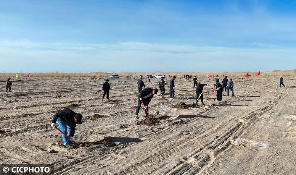 ↑2025年4月9日，人们在甘肃省酒泉市金塔县金核公路城西义务植树基地植树。（无人机照片）CICPHOTO/曹红祖 摄