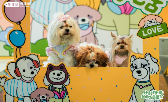 图说：小嘘的三只爱犬出门戴着精致的发夹