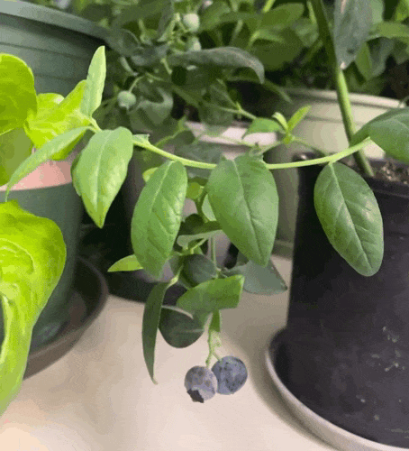 越来越多人开始购买盆栽蓝莓，自己回家种植。