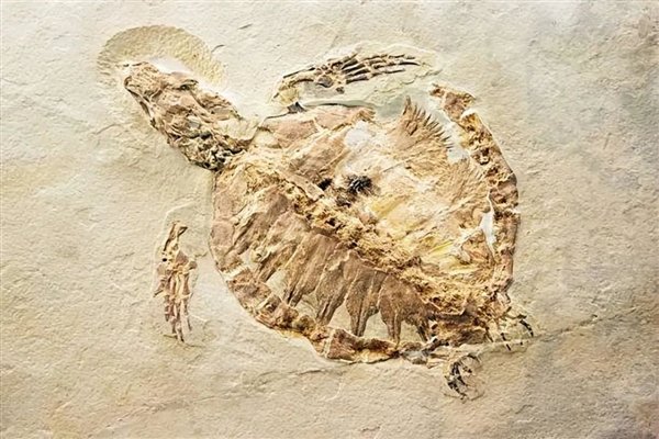 △ 古老的龟化石?Manakin