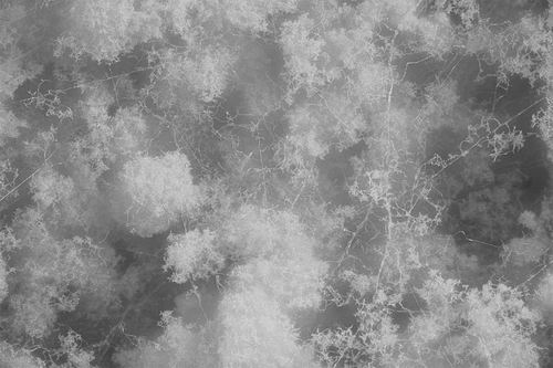 图片来源：SCIENCE PHOTO LIBRARY