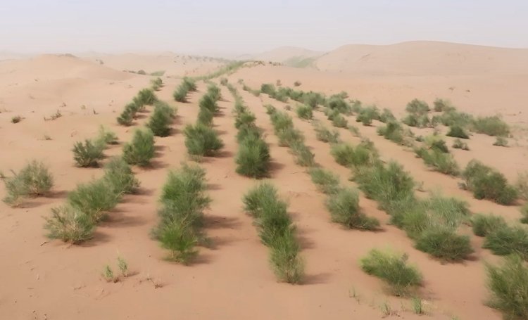 图注：雷新光种出的蚂蚁森林453号林