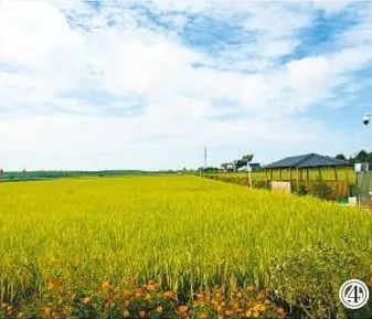 湖北石首市自然资源和规划局供图