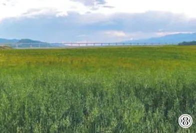 甘肃甘南藏族自治州自然资源局供图