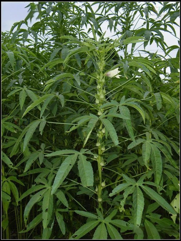 槿麻、苎麻、苘麻:没有更难认 只有最难认!_新浪科技_新浪网