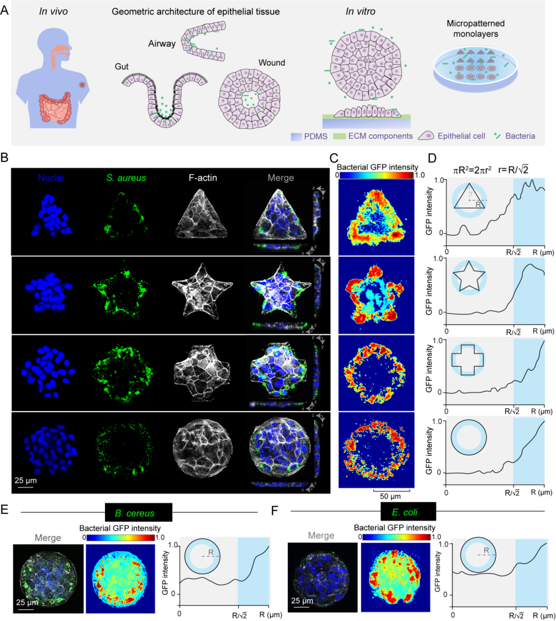 ▲ 细菌感染多细胞单层呈现的“边际效应”
