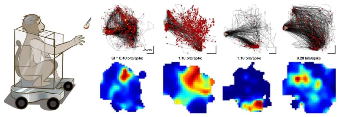 ▲ 猕猴自然抓取范式以及 PMd 神经元的“位置野”活动模式