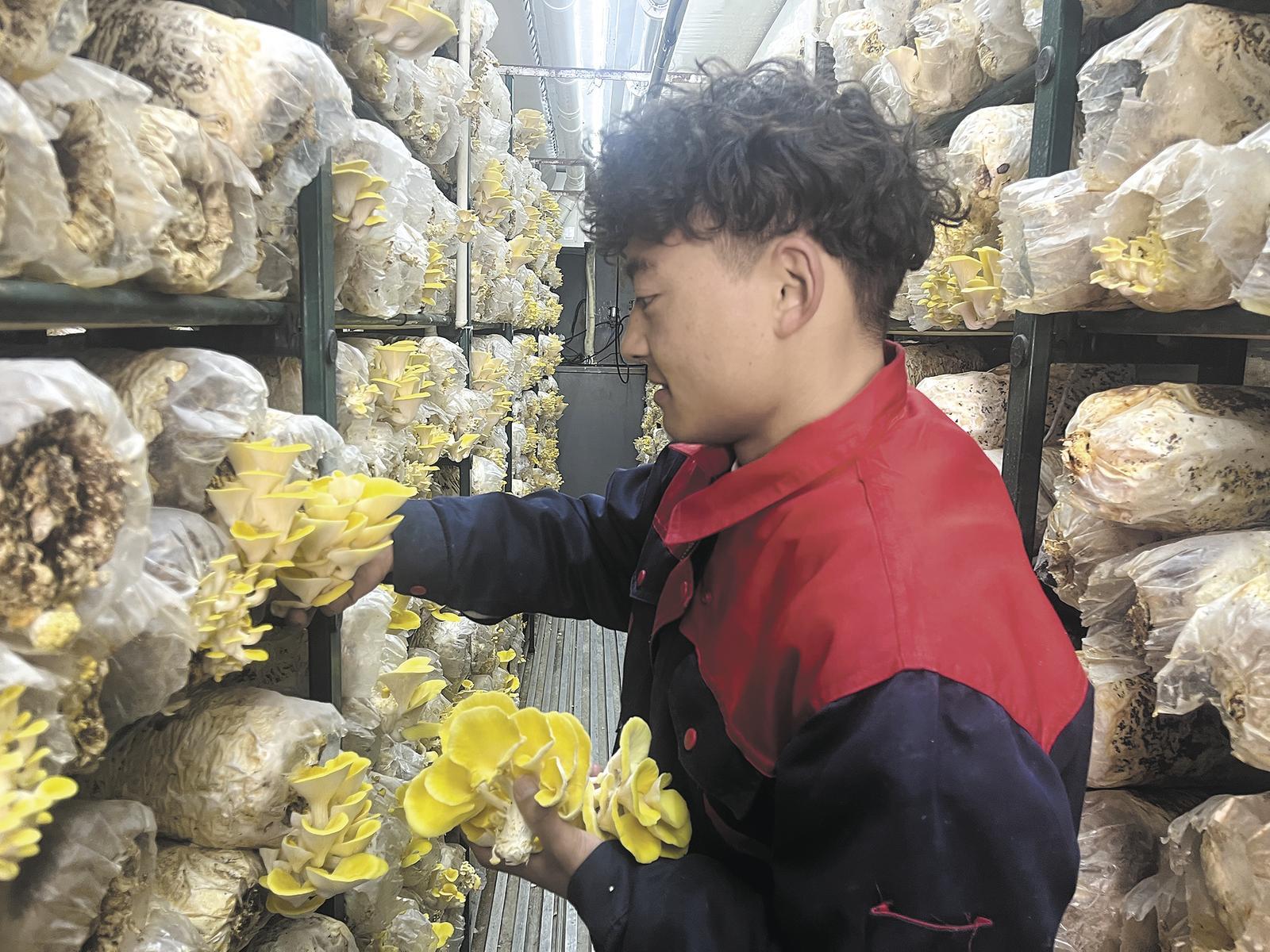 羊玛日村"金菇"破土出