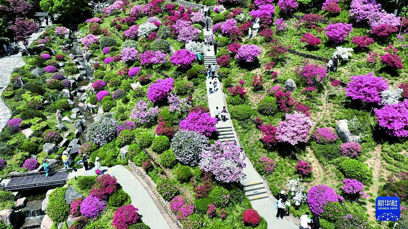 ▲游客在浙江省湖州市德清县下渚湖奇幻谷杜鹃花海中漫步游玩 新华社发