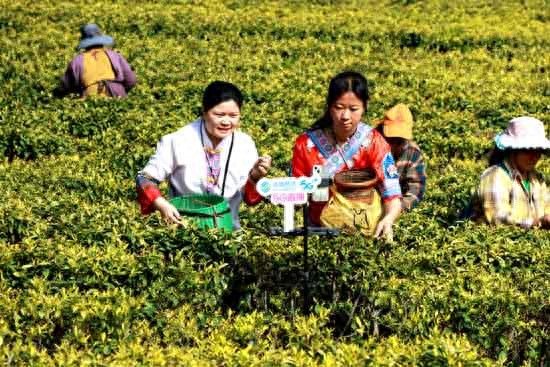 茶农在茶园运用5G网络进行采茶直播。石承勇 摄