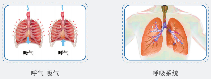 低频电刺激是什么突破呼吸困境，重获生命能量——呼吸训练低频电治疗仪开启康复新篇章！_https://www.jmylbn.com_新闻资讯_第2张