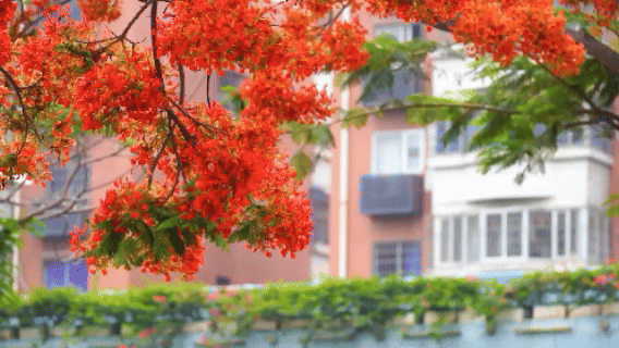 ↑盛开的凤凰花