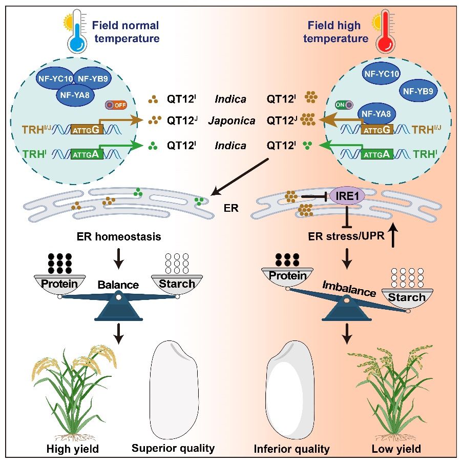 NF-Ys-QT12 分子模块调控水稻品质耐热性的工作机制（李威供图）