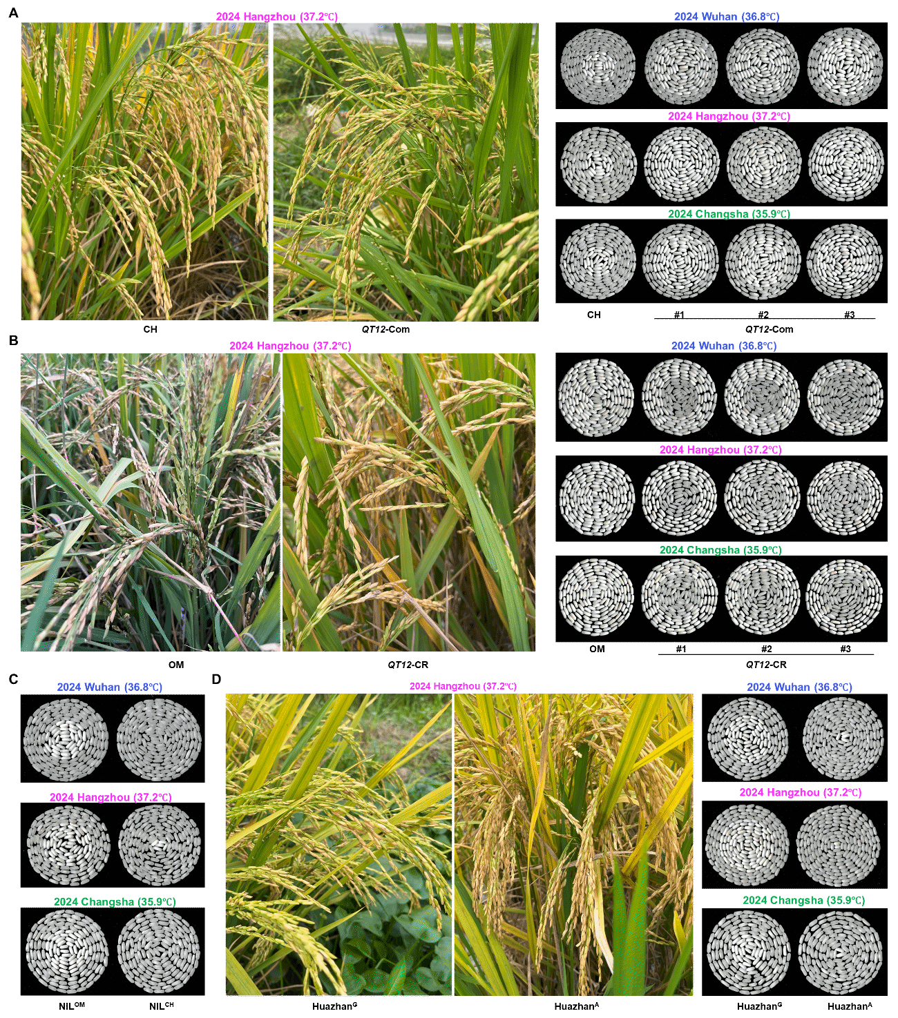低表达 QT12 协同提高籽粒品质和产量耐热性（李威供图）