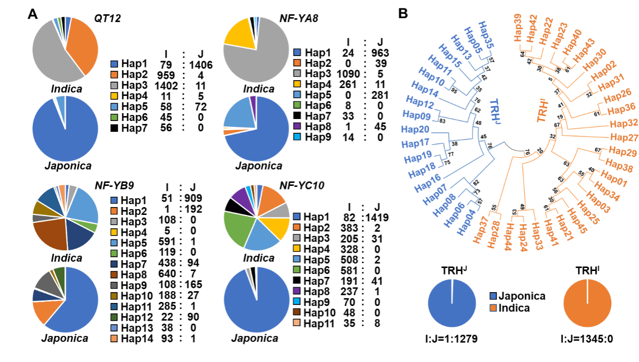 性状调控单倍型（TRHs）对籼粳分化有很大贡献（李威供图）