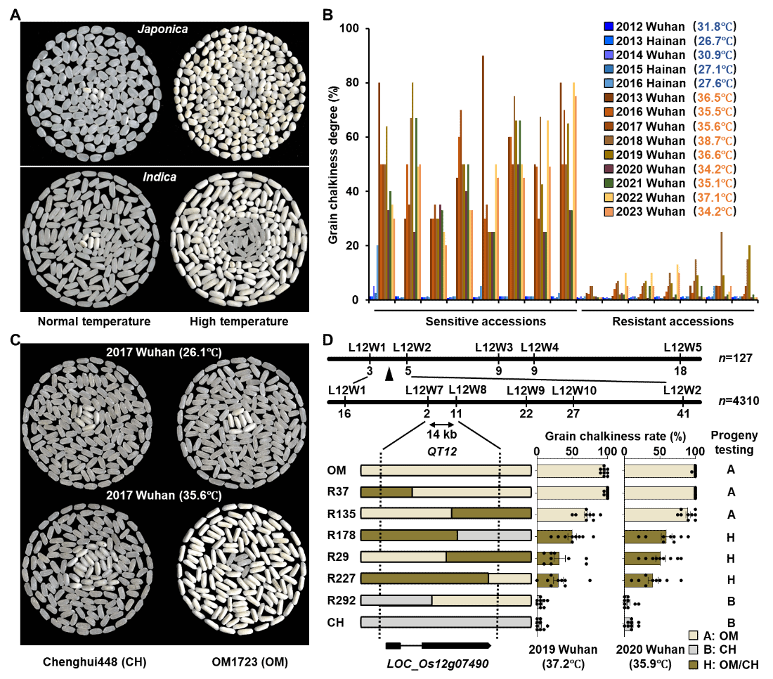 水稻品质耐热种质鉴定及其 QTL 主效位点 QT12 的克隆（李威供图）