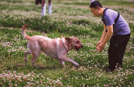 4.25万分之一的幸运：兰海波和他的导盲犬“拿铁”（兰波txt）