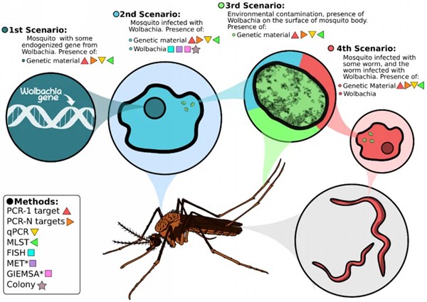 沃尔巴克氏体感染蚊子的不同方式（图片来源：文献 8）