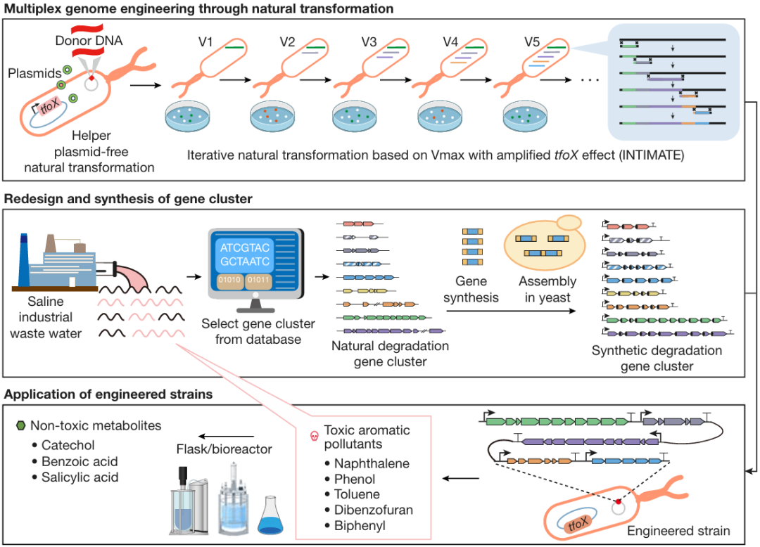 ▲ 复合有机污染降解菌株 VCOD-15 设计和构建流程示意图