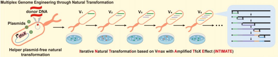 ▲ 迭代自然转化法（INTIMATE）示意图