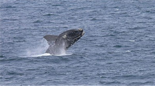 南露脊鲸。图片来源：维基百科
