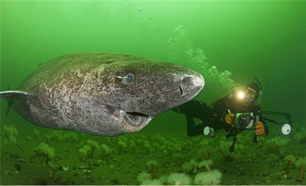 格陵兰鲨。图片来源：Hubpages