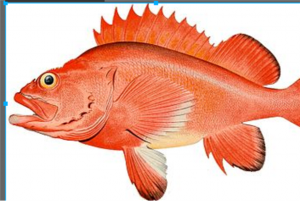 太平洋岩鱼。图片来源：维基百科
