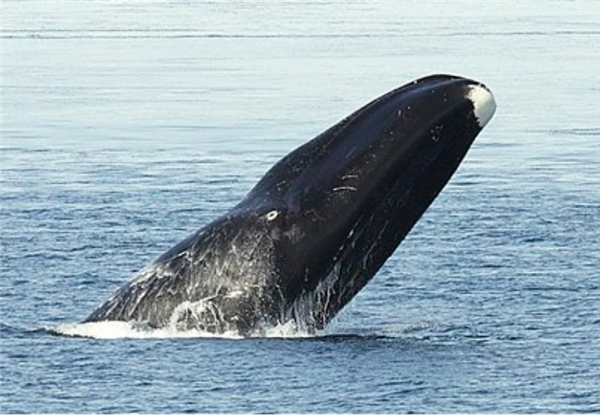 |弓头鲸。图片来源：维基百科