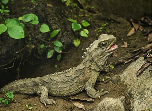 斑点楔齿蜥。图片来源：维基百科