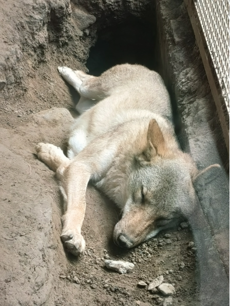 动物园灰狼。图片来源：作者拍摄于北京动物园