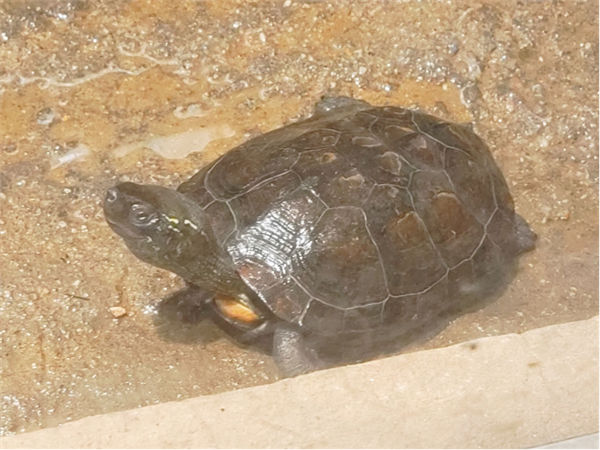 俗称草龟的乌龟。图片来源：作者拍摄于郑州动物园